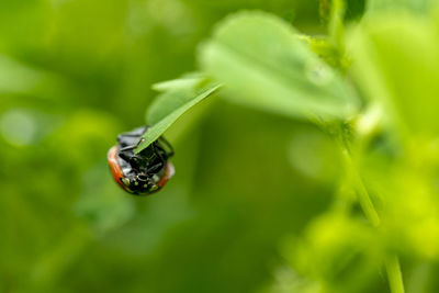 Close-up of insect on plant