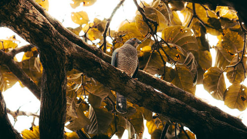 Low angle view of birds on tree