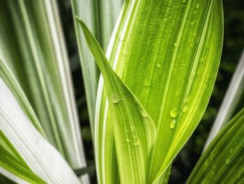 Close-up of fresh green leaf