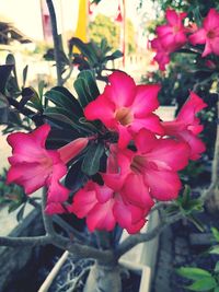 Close-up of pink flowering plant