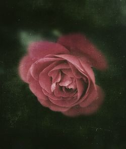 Close-up of pink rose flower