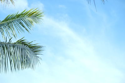 Low angle view of palm tree against blue sky