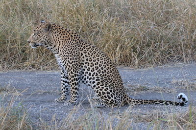 Male leopard sabi sand  reserve