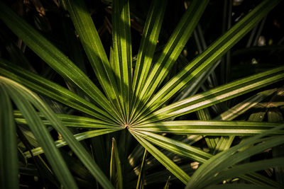 Full frame shot of plants growing on field