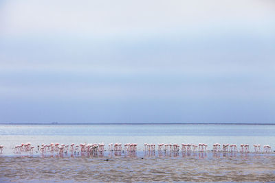 Flamingos in large number along the namibia desert coast, walwis bay 