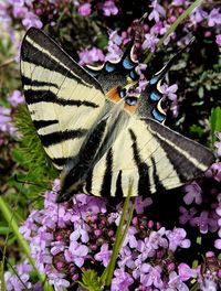 Close-up of butterfly pollinating on purple flower