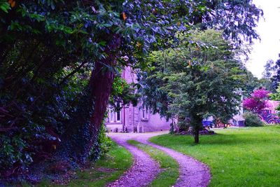 View of flowering plants in park