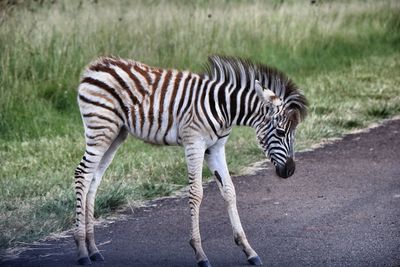 Zebra zebras