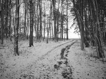 Empty road along trees in forest