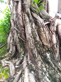 Close-up of tree roots