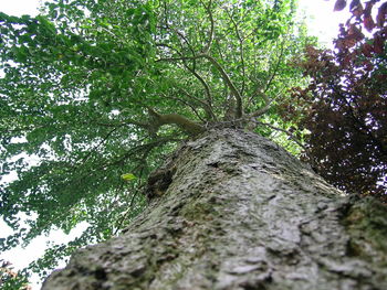 Low angle view of trees in forest