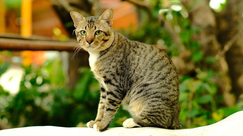 Portrait of cat sitting outdoors