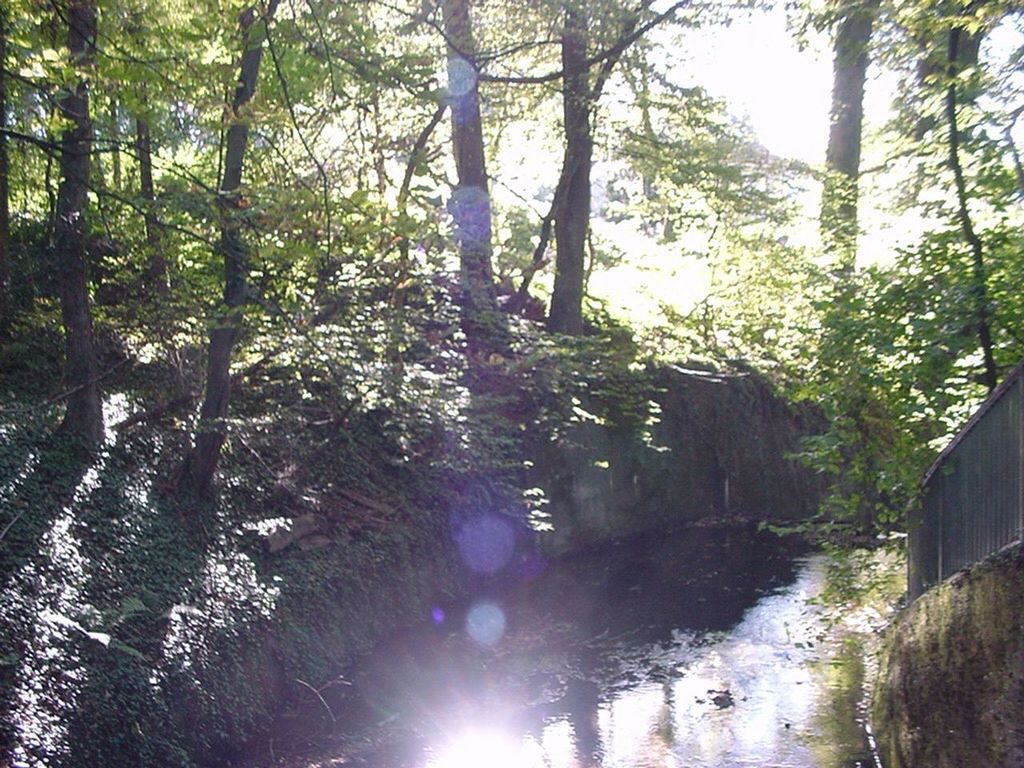 tree, nature, growth, no people, low angle view, outdoors, beauty in nature, tranquility, forest, scenics, day, sky