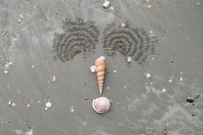 High angle view of seashell on beach