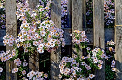 View of flowering plants against wooden fence