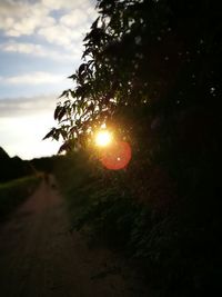 Sun shining through trees