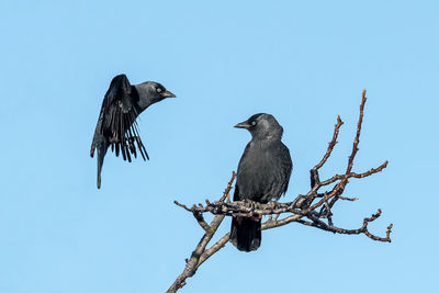 Two black jackdaws sit on a branch against a blue sky