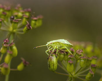 Close-up of green insect on plant