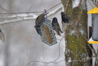 Starlings fighting at feeder