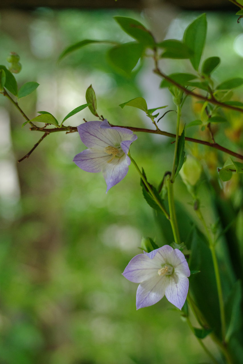 plant, flower, flowering plant, beauty in nature, freshness, nature, green, petal, close-up, fragility, flower head, growth, plant part, leaf, purple, inflorescence, no people, wildflower, springtime, blossom, outdoors, focus on foreground, macro photography, tree, botany, harebell, environment