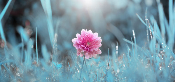 Close-up of pink flowering plant on field