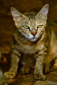 Close-up portrait of a cat