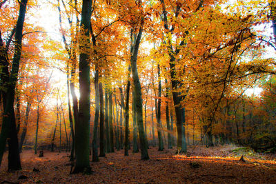 Trees in forest during autumn