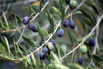 Close-up of berries growing on tree