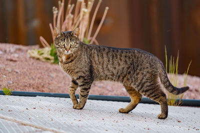 Close-up of cat