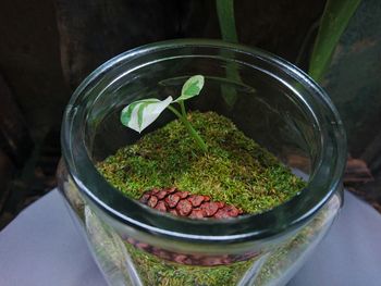 High angle view of potted plant in glass container