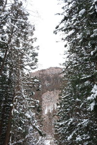 Snow covered pine trees in forest against sky