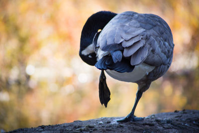Close-up of goose perching on rock