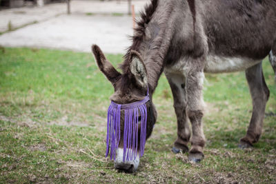 Horse grazing in a field