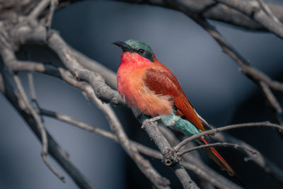 Close-up of bird perching on branch