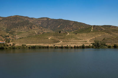 Scenic view of agricultural landscape against clear sky