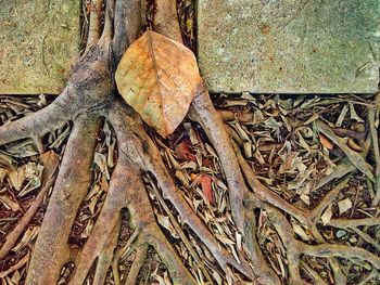 Close-up of dry leaves on tree trunk