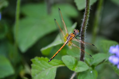 Close-up of insect on plant