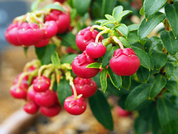 Closeup of the bright red berries and green leaves of gaultheria john saxton