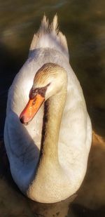 Close-up of swan