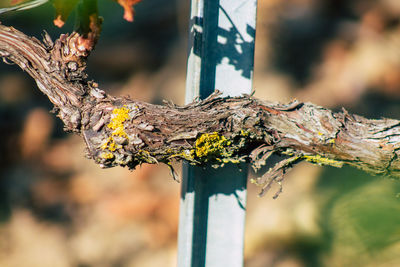 Close-up of lichen on tree trunk