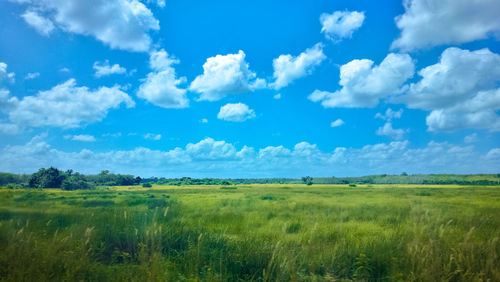 Scenic view of field against sky