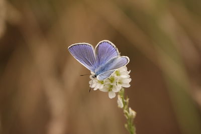 Close-up of butterfly pollinating on purple flower
