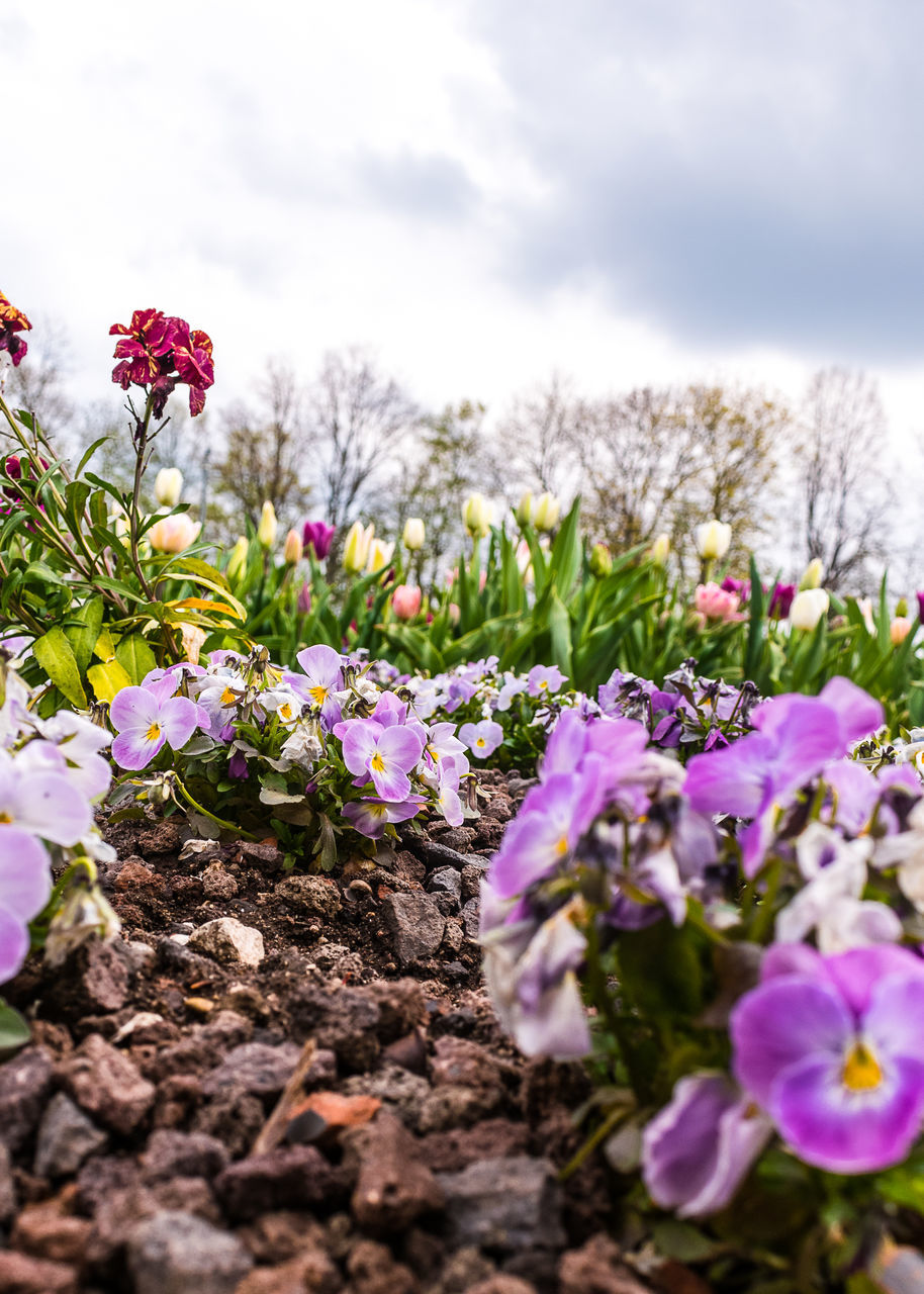 CLOSE-UP OF PINK FLOWERING PLANTS ON LAND