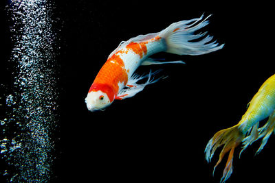 Close-up of fish swimming in sea