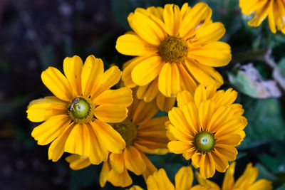 Close-up of yellow flower in park