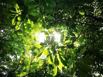 Low angle view of sunlight streaming through trees