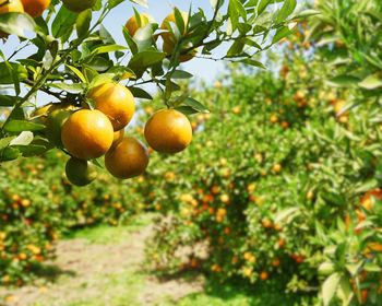 Low angle view of fruits on tree