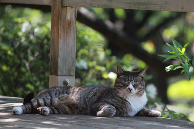 Portrait of cat lying on tree