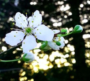 Close-up of white flowers