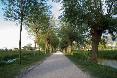 Narrow pathway along trees in park